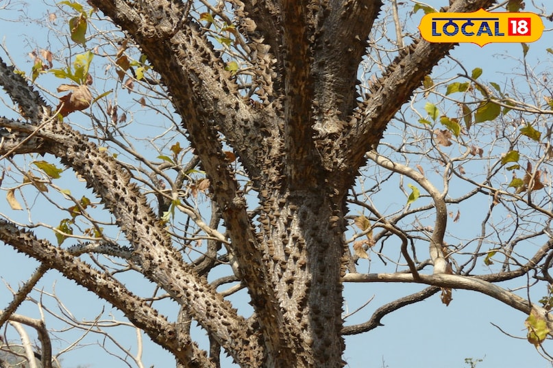 शाल्मली वृक्ष 