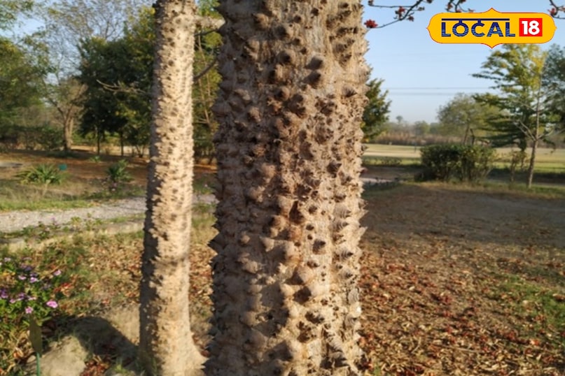 शाल्मली वृक्ष 