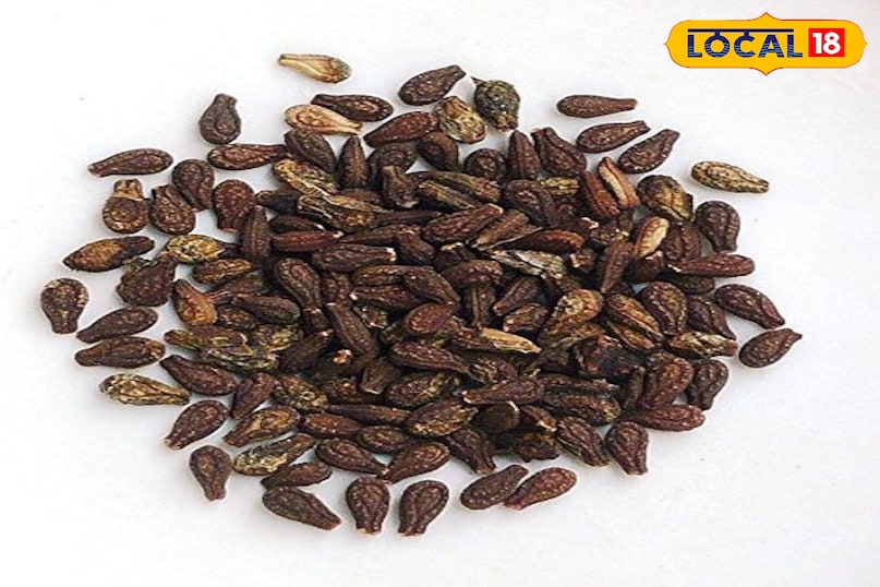 शिवलिंगी बीज शिवलिंगी बीज