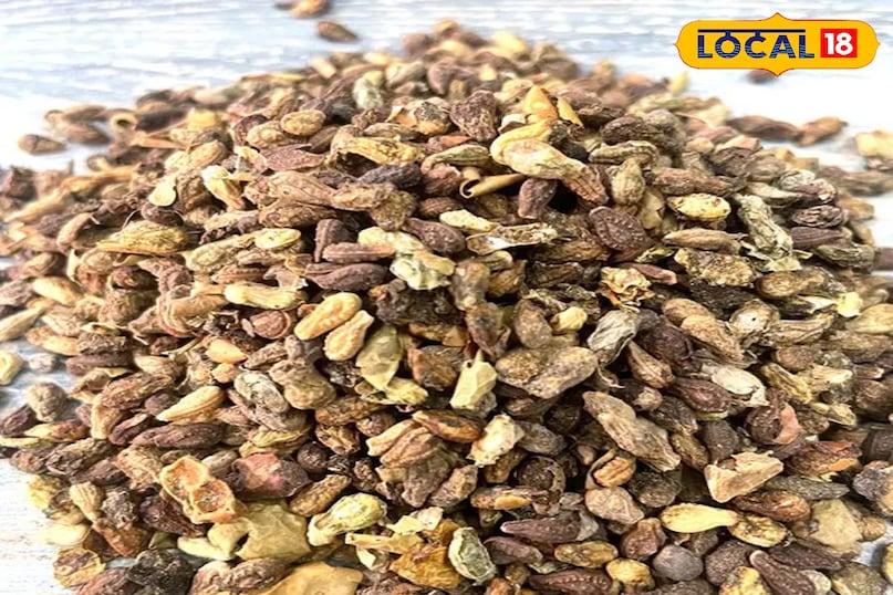 शिवलिंगी बीज शिवलिंगी बीज