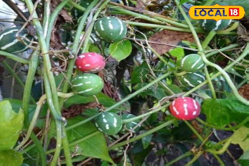 शिवलिंगी बीज शिवलिंगी बीज