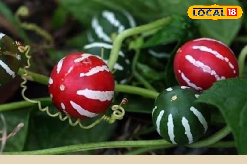 शिवलिंगी बीज शिवलिंगी बीज