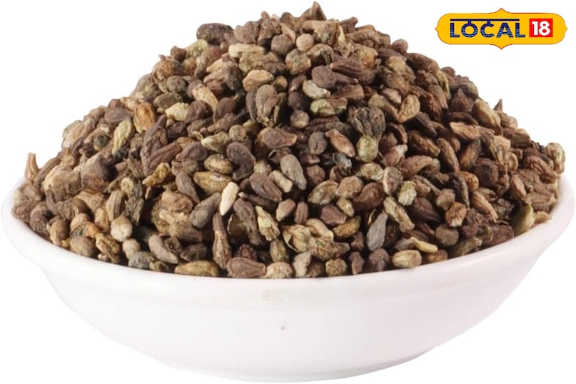 शिवलिंगी बीज शिवलिंगी बीज