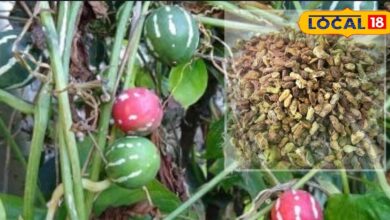 महिलाओं के प्रजनन स्वास्थ्य के लिए अद्भुत आयुर्वेदिक औषधि हैं शिवलिंगी बीज, जानिए इसके फायदे