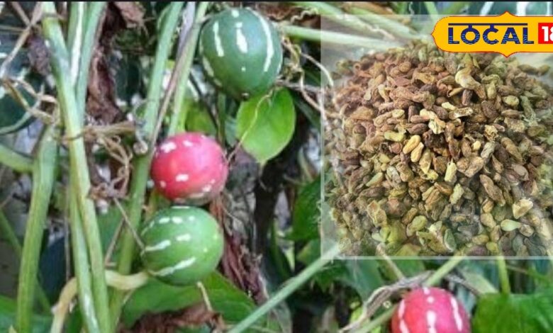 महिलाओं के प्रजनन स्वास्थ्य के लिए अद्भुत आयुर्वेदिक औषधि हैं शिवलिंगी बीज, जानिए इसके फायदे