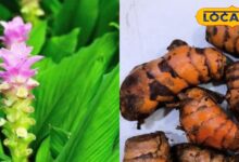 घर का गार्डन बनेगा और भी खूबसूरत व हेल्दी: आसान तरीकों से उगाएं ऑर्गेनिक हल्दी और पाएं भरपूर फसल