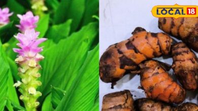 घर का गार्डन बनेगा और भी खूबसूरत व हेल्दी: आसान तरीकों से उगाएं ऑर्गेनिक हल्दी और पाएं भरपूर फसल