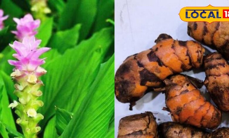 घर का गार्डन बनेगा और भी खूबसूरत व हेल्दी: आसान तरीकों से उगाएं ऑर्गेनिक हल्दी और पाएं भरपूर फसल