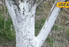 फलदार पेड़ों के लिए किसी सुरक्षा कवच से कम नहीं है यह लेप, जानिए इसके फायदे और लगाने का सही समय