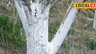 फलदार पेड़ों के लिए किसी सुरक्षा कवच से कम नहीं है यह लेप, जानिए इसके फायदे और लगाने का सही समय