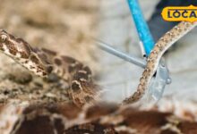 Russell Viper & Saw Scaled Viper Danger in Winter Sirohi