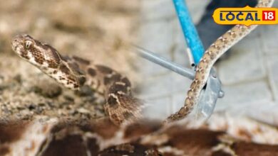 Russell Viper & Saw Scaled Viper Danger in Winter Sirohi