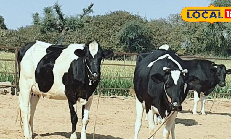 बाईपास प्रोटीन के फायदे: दूध उत्पादन और प्रजनन क्षमता में वृद्धि