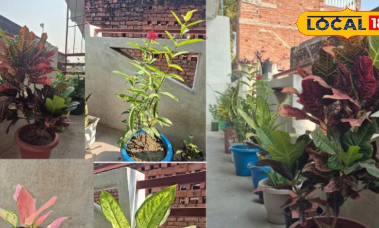 घर में चाहिए ताजगी और ग्लैमरस लुक? ये 5 रियल सजावटी पौधे बदल देंगे आपके होम का माहौल!