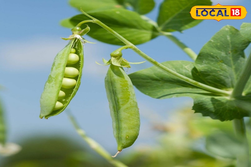 एग्रीकल्चर न्यूज 