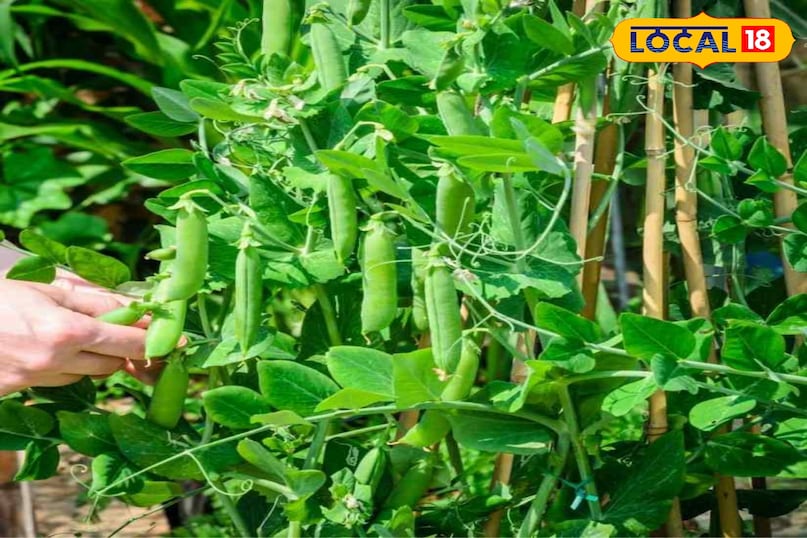 एग्रीकल्चर न्यूज 