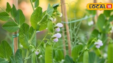 जानिए कैसे रोके मटर की फसल में बढ़ते रोग और कीट प्रकोप को