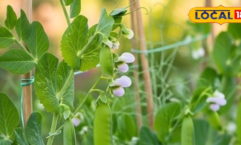 जानिए कैसे रोके मटर की फसल में बढ़ते रोग और कीट प्रकोप को