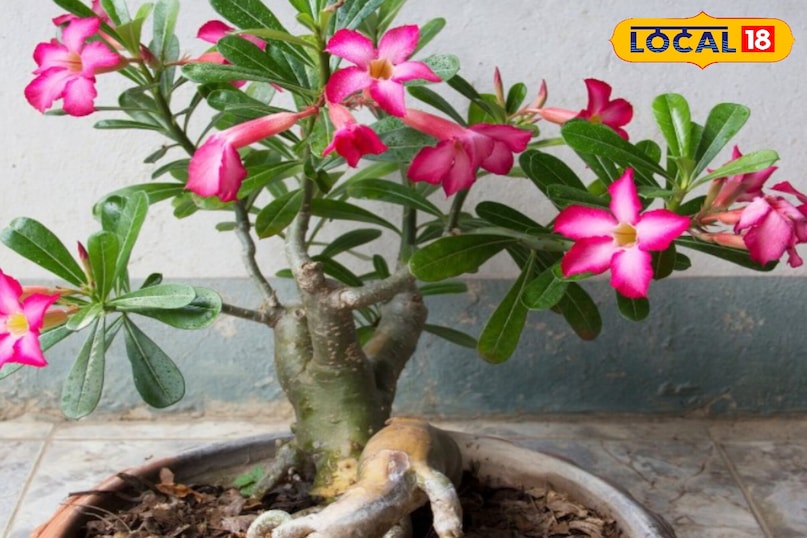 गार्डेनिंग टिप्स गार्डेनिंग टिप्स