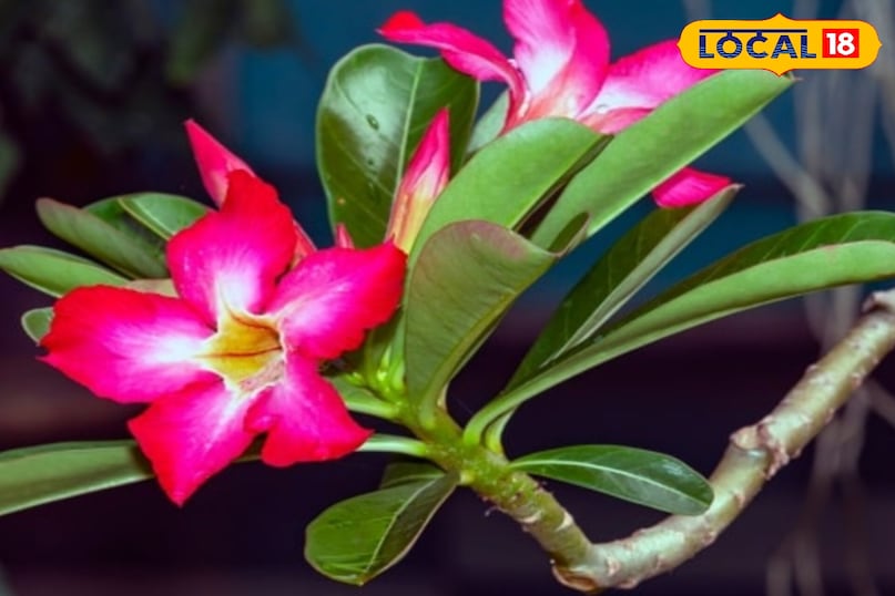 गार्डेनिंग टिप्स गार्डेनिंग टिप्स