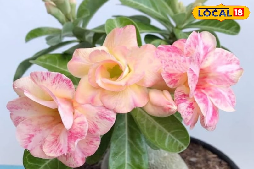 उदयपुर उदयपुर