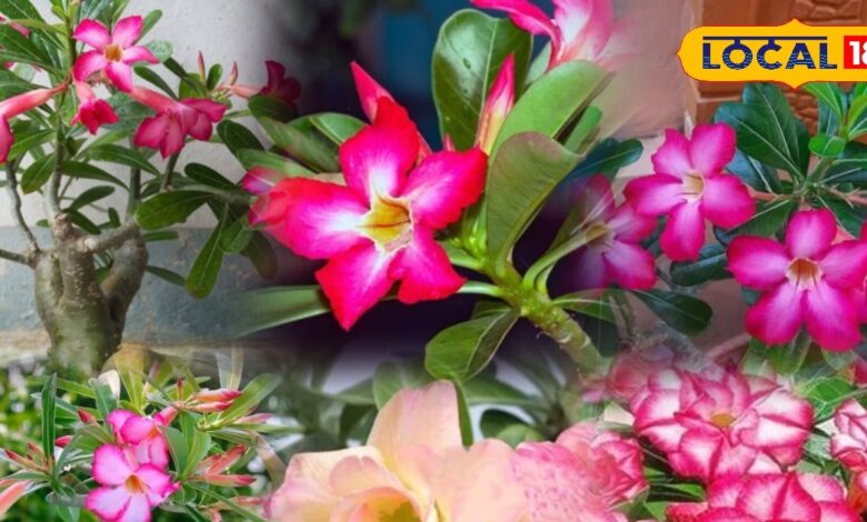 Adenium Desert Rose Plant | Balcony Garden Plants | Low Maintenance Flowering Plant | Desert Rose Care Tips | Balcony Gardening Ideas