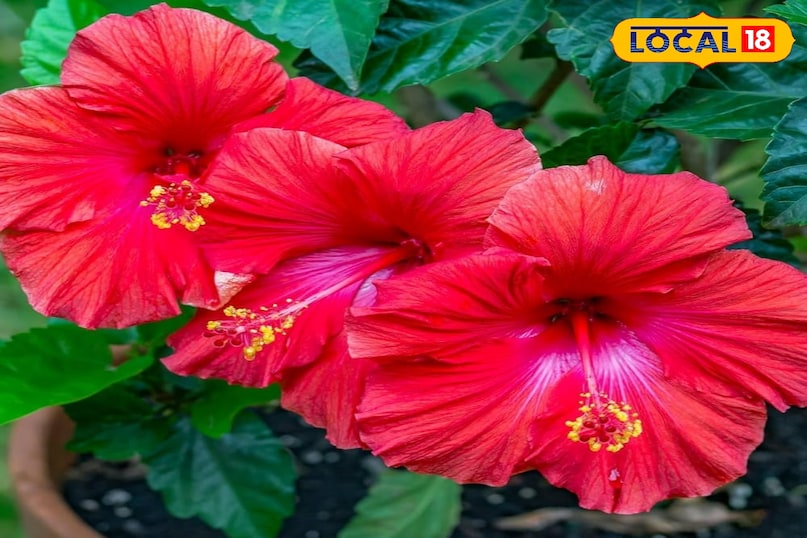 गुड़हल की क्रीम: बुढ़ापे को रोकने का प्राकृतिक तरीका