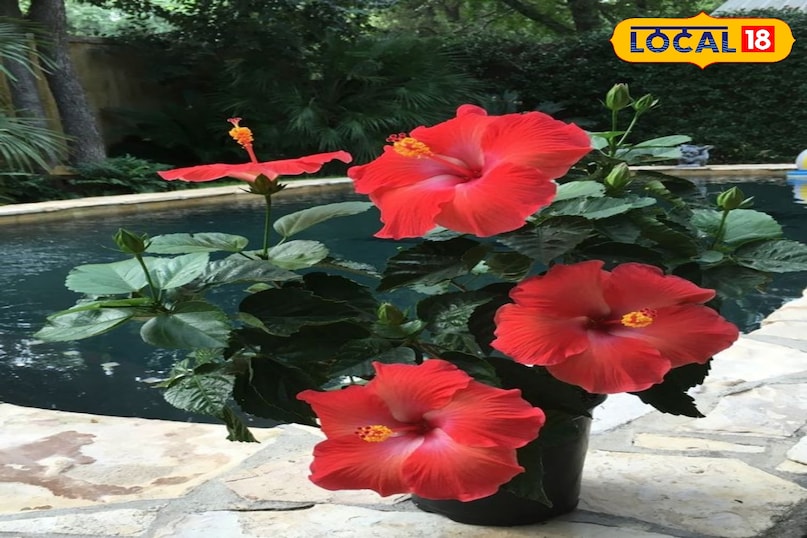 गुड़हल की क्रीम: बुढ़ापे को रोकने का प्राकृतिक तरीका