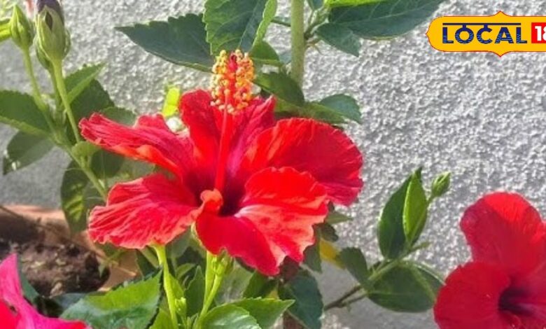 गुड़हल की नाइट क्रीम फायदे | Hibiscus Night Cream Benefits for Glowing Skin