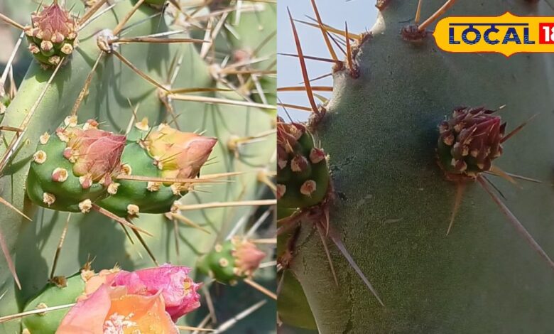 नागफनी के फायदे भरतपुर में दर्द और सूजन के लिए आयुर्वेदिक उपयोग.