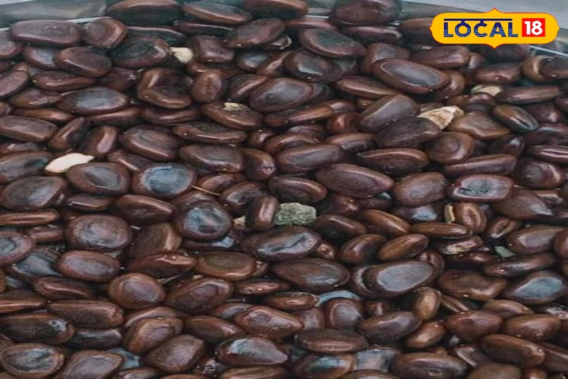 इमली के बीज इमली के बीज