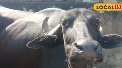 मुख्यमंत्री मंगला पशु बीमा योजना: 10 लाख बीमा कवर | Mangla Pashu Bima Yojana Registration 2025