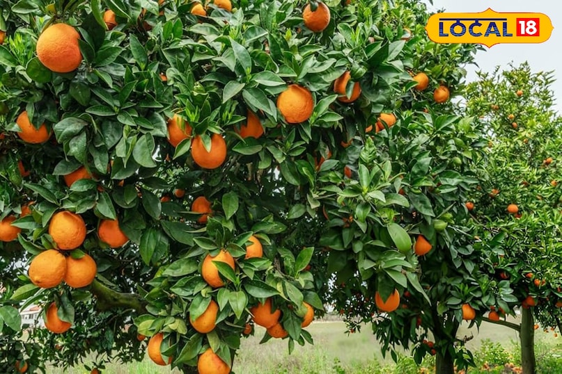 खट्टे संतरा में ताजगी और मिठास की कमी होती है खट्टे संतरा में ताजगी और मिठास की कमी होती है