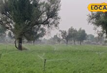 मथानिया के किसानों को फव्वारा पद्धति से फायदा | Sprinkler Irrigation Benefits for Farmers in Mathania