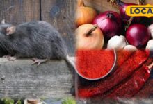 घरेलू नुस्खों से चूहों को भगाने के आसान उपाय | Easy Home Remedies to Get Rid of Rats