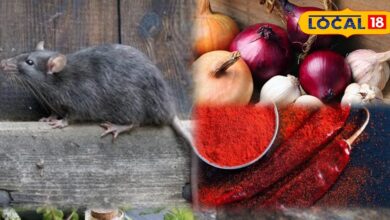 घरेलू नुस्खों से चूहों को भगाने के आसान उपाय | Easy Home Remedies to Get Rid of Rats