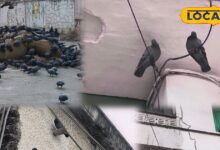 Pigeon Control Tips, Kabootar Bhagane Ke Desi Jugaad, Home Remedies for Pigeons, Pigeon Problem Solution, Kabootar Door Kaise Kare