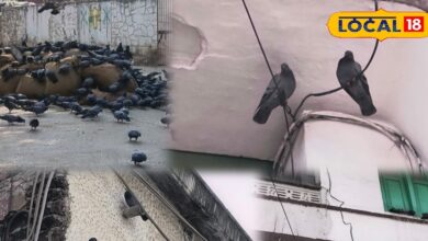 Pigeon Control Tips, Kabootar Bhagane Ke Desi Jugaad, Home Remedies for Pigeons, Pigeon Problem Solution, Kabootar Door Kaise Kare