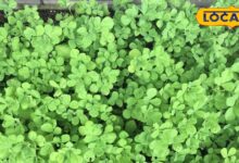 Kitchen Gardening Tips | Green Gold Plant Benefits | Small Space Gardening | Root Growing Plants
