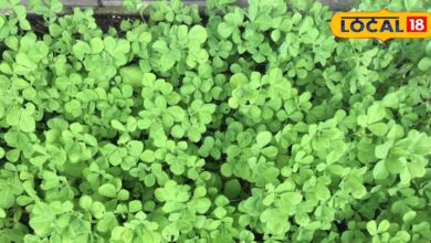 Kitchen Gardening Tips | Green Gold Plant Benefits | Small Space Gardening | Root Growing Plants