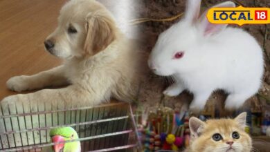 Pets Care Winter Tips | Cold Weather Pet Safety | Dog Winter Care | Cat Winter Health | Pet Protection in Winter | Pet Grooming Tips