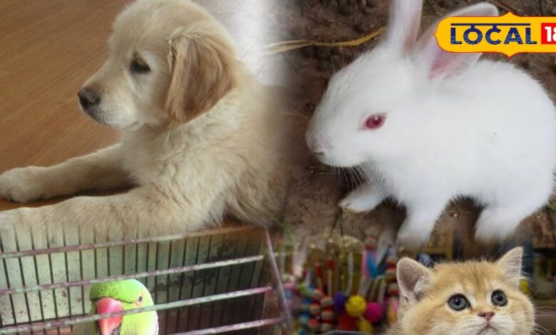 Pets Care Winter Tips | Cold Weather Pet Safety | Dog Winter Care | Cat Winter Health | Pet Protection in Winter | Pet Grooming Tips