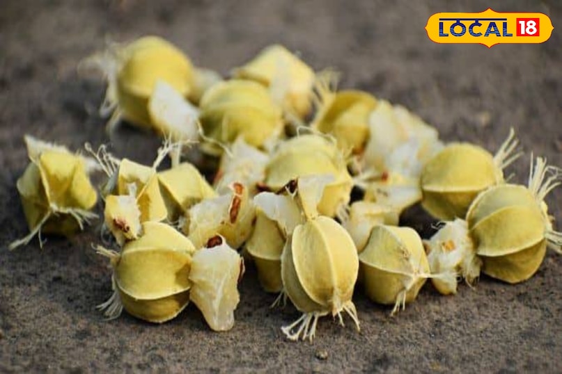 आंवले का बीज 