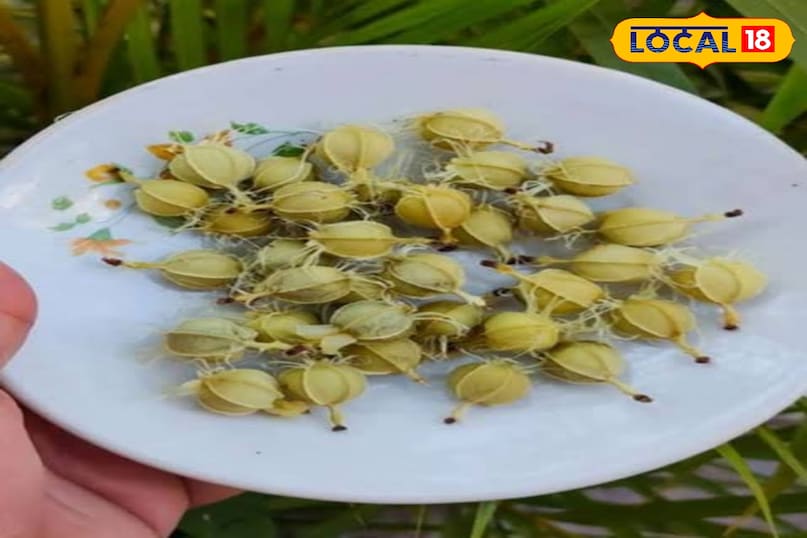 आंवले का बीज 