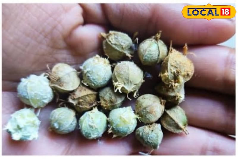 आंवले का बीज 