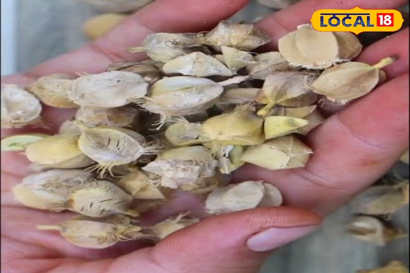 आंवले का बीज 