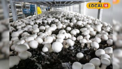 25 दिनों में होगी छप्परफाड़ कमाई, किसान करें इस चीज की खेती, बस जान लें सही तरीका – News18 हिंदी