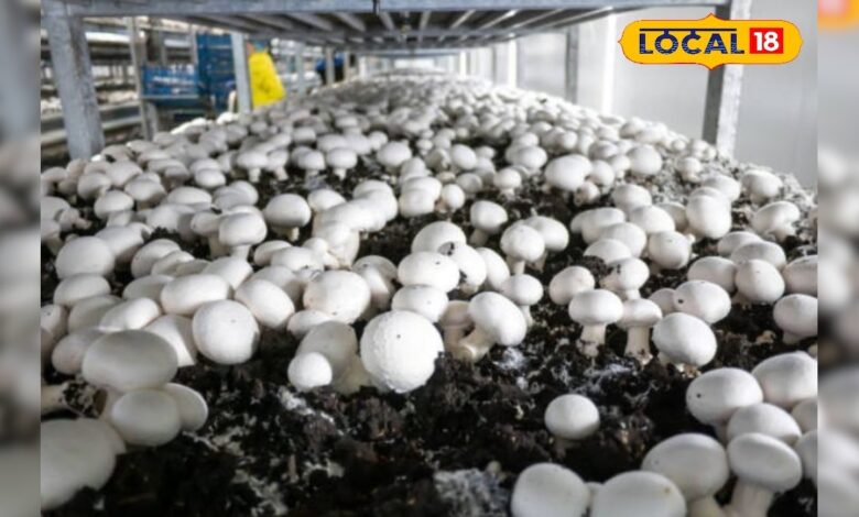 25 दिनों में होगी छप्परफाड़ कमाई, किसान करें इस चीज की खेती, बस जान लें सही तरीका – News18 हिंदी