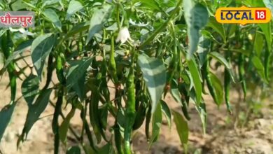 50 हजार लागत और 3 लाख से ज्यादा मुनाफा! धौलपुर में इस फसल की खेती से किसान बन रहे लखपति