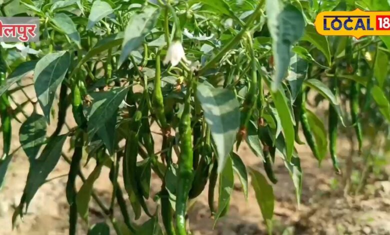 50 हजार लागत और 3 लाख से ज्यादा मुनाफा! धौलपुर में इस फसल की खेती से किसान बन रहे लखपति